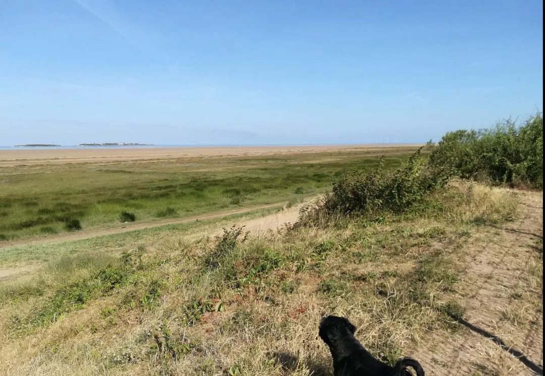 Grassland and beach looking out to Hilbre Island, with a dog in the foreground